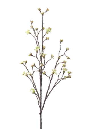 Maple fruit spray cream 110cm