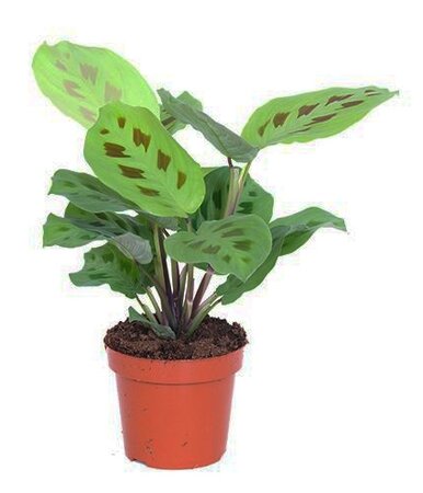 Maranta leuc. Kerchoveana
