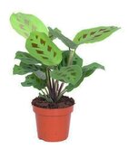 Maranta leuc. Kerchoveana