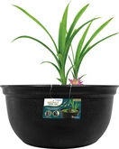 Medaka Bowl 420 - afbeelding 1