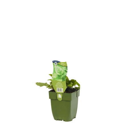 Melissa officinalis - afbeelding 2