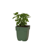 Mentha pip. 'Grapefruit'