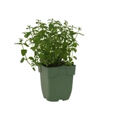 Mentha pip. 'Strawberry'