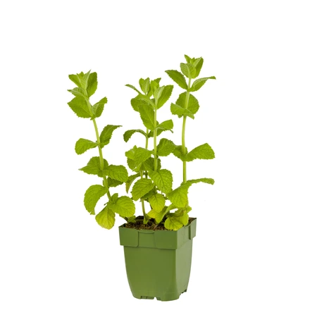 Mentha rot. 'Apple Mint'