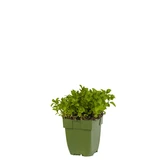 Mentha spic. 'Moroccan'