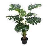 Monstera 90cm