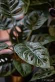 Monstera monkey bush 43cm in pot - afbeelding 2