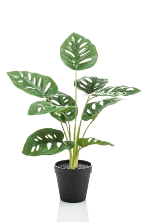 Monstera monkey bush 43cm in pot - afbeelding 1