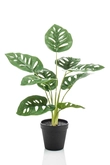 Monstera monkey bush 43cm in pot - afbeelding 1