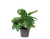Monstera Monkey Leaf
