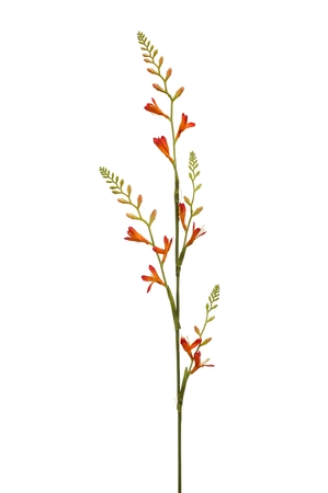 Montbretia spray orange 93cm