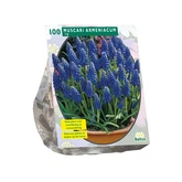 Muscari Armeniacum per 100