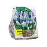 Muscari Mix per 50