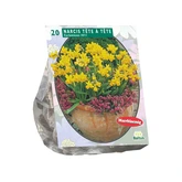 Narcis Mini Tête à Tête per 20