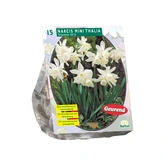 Narcis Mini Thalia per 15