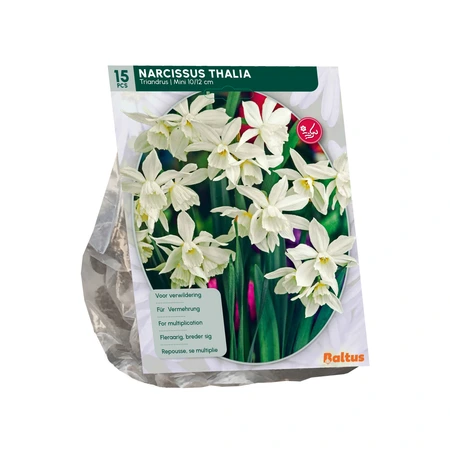 Narcis Mini Thalia per 15 - afbeelding 2