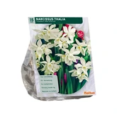 Narcis Mini Thalia per 15 - afbeelding 2