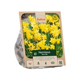 Narcissus cyclamineus Tête-à-Tête per 10