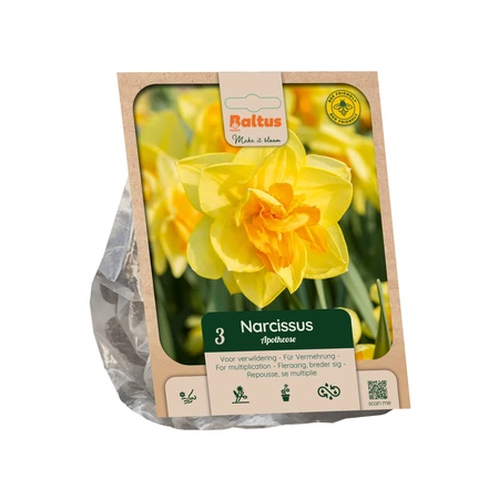 Narcissus Double Apotheose per 3