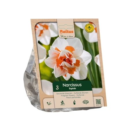 Narcissus Double Replete per 3