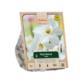 Narcissus jonquilla Pueblo per 5