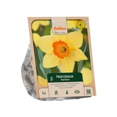 Narcissus Large-cupped Red Devon per 5
