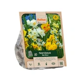 Narcissus miniature mixed per 10