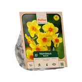 Narcissus Multi-flowered Martinette p10