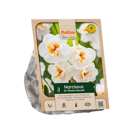 Narcissus Multi Winston Churchill per 3