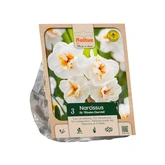 Narcissus Multi Winston Churchill per 3