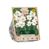 Narcissus poeticus Actaea per 3