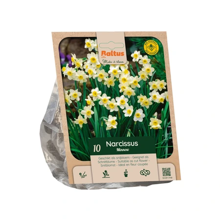 Narcissus tazetta Minnow per 10