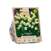 Narcissus tazetta Minnow per 10