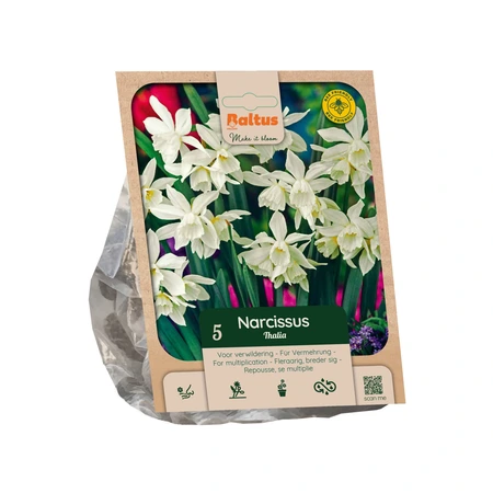 Narcissus triandrus Thalia per 5
