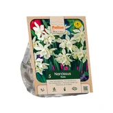 Narcissus triandrus Thalia per 5