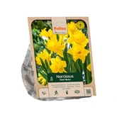 Narcissus Trumpet Dutch Master per 5