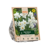 Narcissus Trumpet Mount Hood per 3