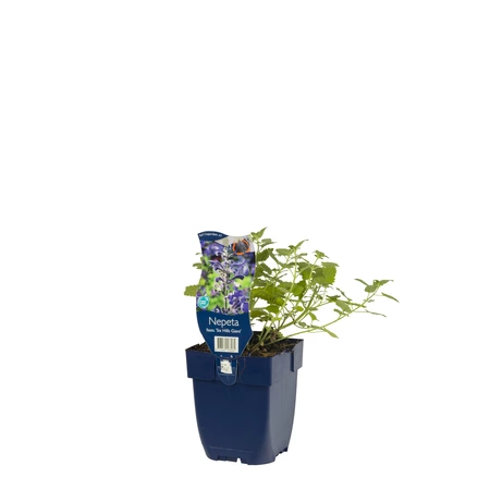 Nepeta faassenii 'Six Hills Giant' - afbeelding 2