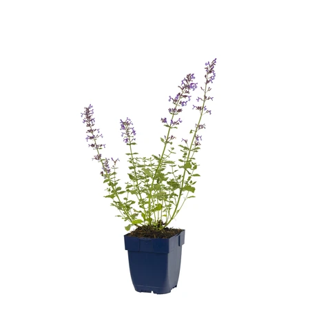 Nepeta faassenii 'Walker's Low' - afbeelding 1
