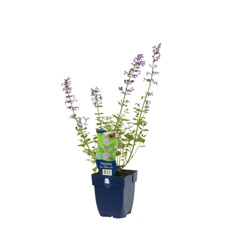 Nepeta faassenii 'Walker's Low' - afbeelding 2