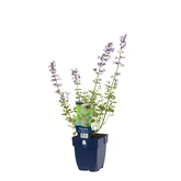 Nepeta faassenii 'Walker's Low' - afbeelding 2