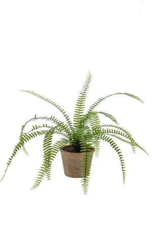 Nephrolepis fern bush 60cm in tc po - afbeelding 1