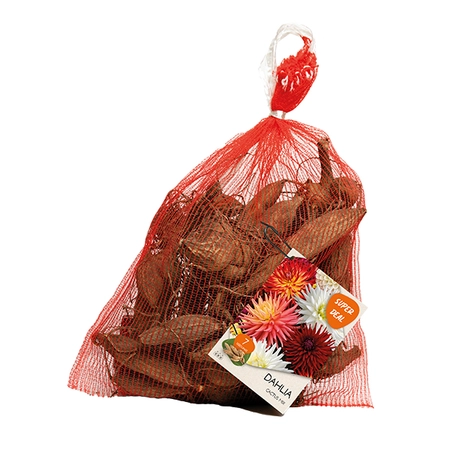 Net - Dahlia seedling cactus mixed per 7