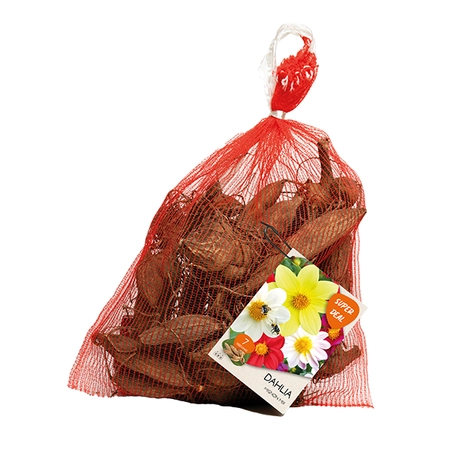 Net - Dahlia seedling mignon mixed per 7