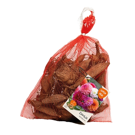Net - Dahlia seedling pompon mixed per 7