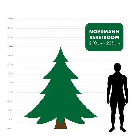 Nordmann kerstboom 200 cm - 225 cm - afbeelding 2