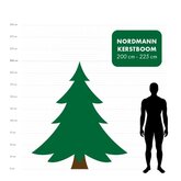 Nordmann kerstboom 200 cm - 225 cm - afbeelding 2