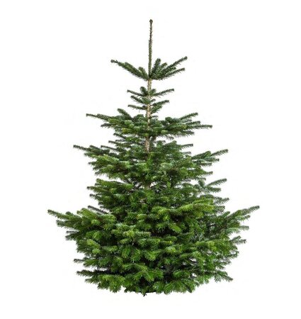 Nordmann kerstboom gezaagd 175 - 200 cm - afbeelding 1