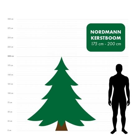 Nordmann kerstboom gezaagd 175 - 225 cm - afbeelding 2