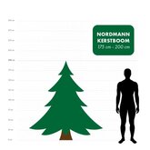 Nordmann kerstboom gezaagd 175 - 225 cm - afbeelding 2
